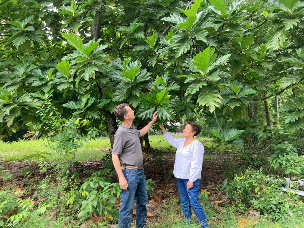 Jamaica&rsquo;s Year-Round Avocado Breakthrough Signals New Agribusiness Investment Opportunity