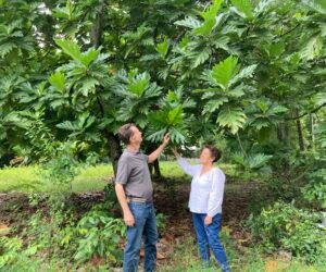 Jamaica&rsquo;s Year-Round Avocado Breakthrough Signals New Agribusiness Investment Opportunity